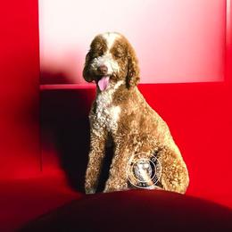 Lucky - Goldendoodle