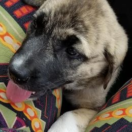 Anatolian Shepherd Dogs from North Star Kinders