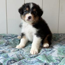 Twister - Black tri-color male Australian Shepherd puppy in Kearney, Nebraska from Helix Aussies