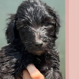Abe - Black and white Sheepadoodle puppy in Cleburne, Texas from DoodlesOjoy