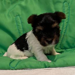 Miles - Parti male Yorkshire Terrier puppy in Gatesville, Texas from KontryKritterz Yorkies