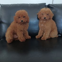 Boy 2 - Red  male Poodle puppy in Sandpoint, Idaho from Teddy Bear Toy Poodles