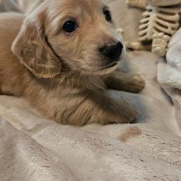 Preacher - Red male Dachshund puppy in Lebanon, Oregon from Willow Moons Dachshunds