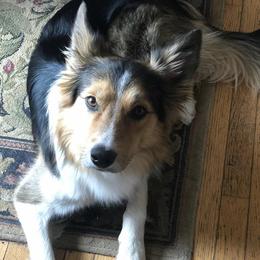 Border Collies from Border Collie LLC