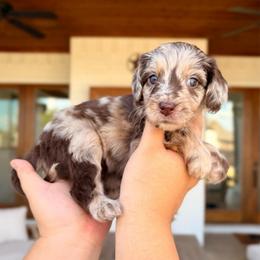 Lauren - Merle female Goldendoodle puppy in Allen, Texas from Calena’s Doodles