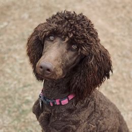Libby - Poodle
