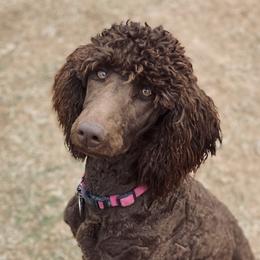 Libby - Poodle
