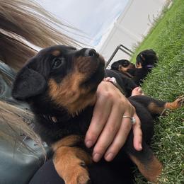 Beef - Black and rust male Rottweiler puppy in Eagle Mountain, Utah from Woolley Darlings