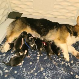 Available puppies - Black and tan Pembroke Welsh Corgi puppy in Vinton, Ohio from Raccoon Creek Corgis