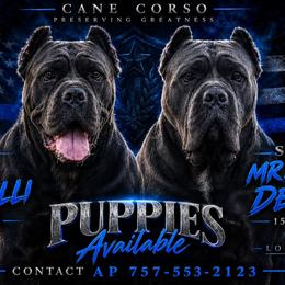 Boy 1 - Black male Cane Corso puppy in Va Beach, Virginia from Guardian Corso's