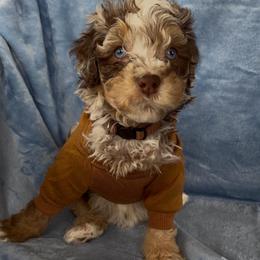 Crunch - Chocolate merle male Bernedoodle puppy in Richmond, Texas from Harper’s Heartbeats