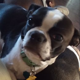 Luna - Boston Terrier