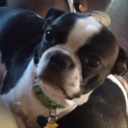 Luna - Boston Terrier