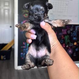 Boy 3 - Black and tan male Yorkshire Terrier puppy in Mobile, Alabama from Southern Elite Yorkies