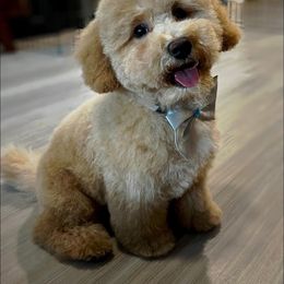 Poodle puppies from Jomelkin Furry Pals