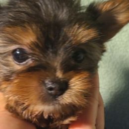 Girl  1 - Black and gold female Yorkshire Terrier puppy in Chino Hills, California from Chino Hills Yorkies