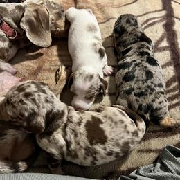 Dachshund Puppies from The Weenie Herd Mom