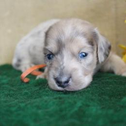Benjamin - Blue and cream male Dachshund puppy in Pace, Florida from Shoebox Doxie’s