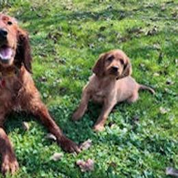 Irish Setters from Sunset Acres Setters