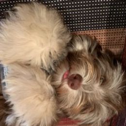 Havanese Puppies from Happy Tail Companions