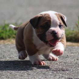 Male 1-Diesel - White and red male American Bulldog puppy in Xenia, Ohio from Bingham's Bulldogs LLC