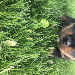 Rottweiler Puppies from Von Witkamp Rottweilers