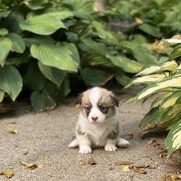 Pembroke Welsh Corgi Puppies from A&A’s Adorable Corgis