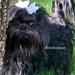 Dasher - Black and white Shih Tzu puppy in Texas from Little Foot Paws 🐾