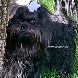 Dasher - Black and white Shih Tzu puppy in Texas from Little Foot Paws 🐾