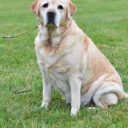 Labrador Retriever Puppies from Swinging Bridge Labrador Retrievers