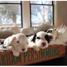 Old English Sheepdog Puppies from Ridgeruns OES