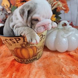 Bulldog and French Bulldog Puppies from Eclipse Bulldogs