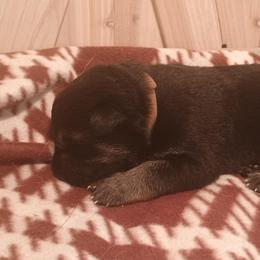 Brown - Black and tan male German Shepherd puppy in Dawsonville, Georgia from Vom Aussenseiter
