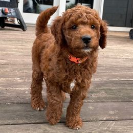 Valerian - Red  male Goldendoodle puppy in De Pere, Wisconsin from Kinzor Kennels