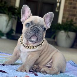 Henry - Blue fawn male French Bulldog puppy in Willis, Texas from Maranda Cianceruso