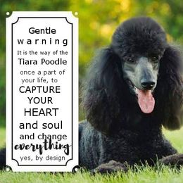 Poodle All Grown Up from Tiara Standard Poodles