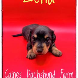Zena - Black and cream female Dachshund puppy in Cincinnati, Ohio from Caines Dachshund Farm