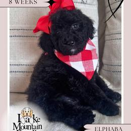 Elphaba - Blue female Australian Labradoodle puppy in Eagle Mountain, Utah from Lake Mountain Doodle