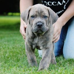 Cane Corso Puppies from Serafina Cane Corso
