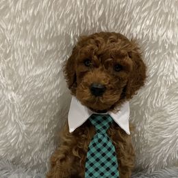 Poodle Puppies from Ritzy Red Poodles