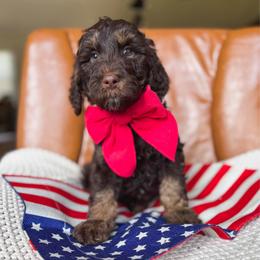 Angus - Phantom male Goldendoodle puppy in New Harmony, Indiana from Cottonwood Farms