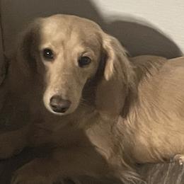 Shadow - Dachshund
