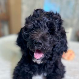 Cherry - Black female Goldendoodle puppy in Osage City, Kansas from Golden Ridge Goldens