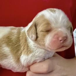 Krystal girl 2 - Orange and white female Brittany puppy in Floyd Knobs, Indiana from Cross Creek Brittanys