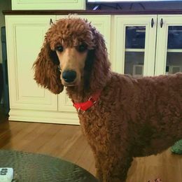 Ella - Poodle