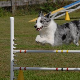Border Collie All Grown Up from JiJin Kennels