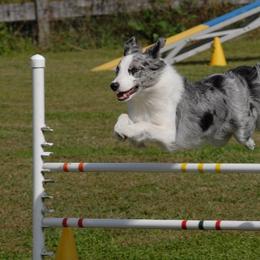 Border Collie All Grown Up from JiJin Kennels
