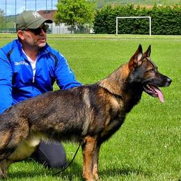 Axel - German Shepherd
