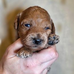 Leonardo - Apricot male Poodle puppy in Springfield, Oregon from Valaurah Farms