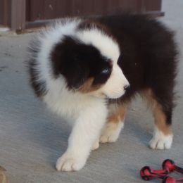 Eli - Black tri-color male Australian Shepherd puppy in Bagley, Iowa from Diamond M Aussies